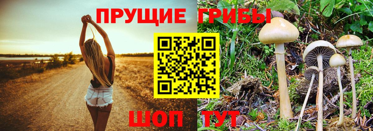 Галлюциногенные грибы GOLDEN TEACHER Великие Луки